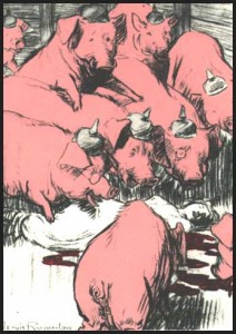 swine